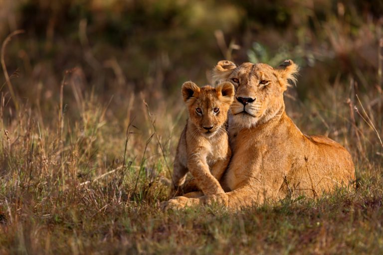 2 Days Lake Manyara Safaris- Ref: 007