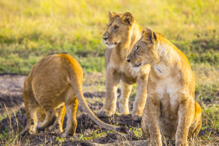 8 Days Nyerere National Park (Selous) – Mikumi National Park – Ruaha National Park – Ref: 002/23