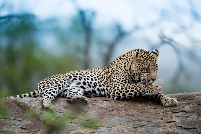 Day Trip Lake Manyara National Parkk- Ref: 004