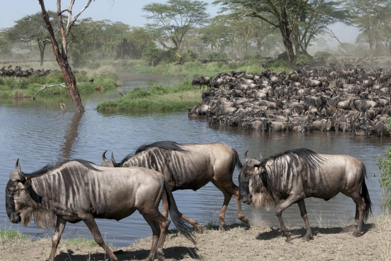 8 Days Explore Tanzania Safari – Fixed Departure every Thursdays & Sundays