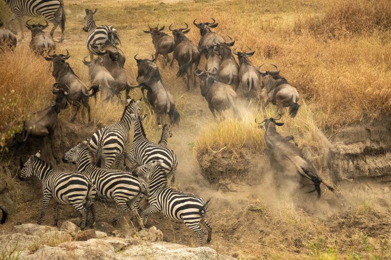 11 Days Migration Safari